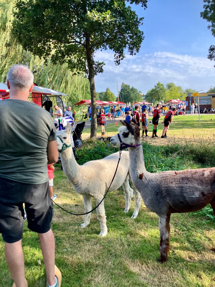 Ook Ohio en Kwint hadden het naar hun zin - foto: gemeente Hendrik-Ido-Ambacht